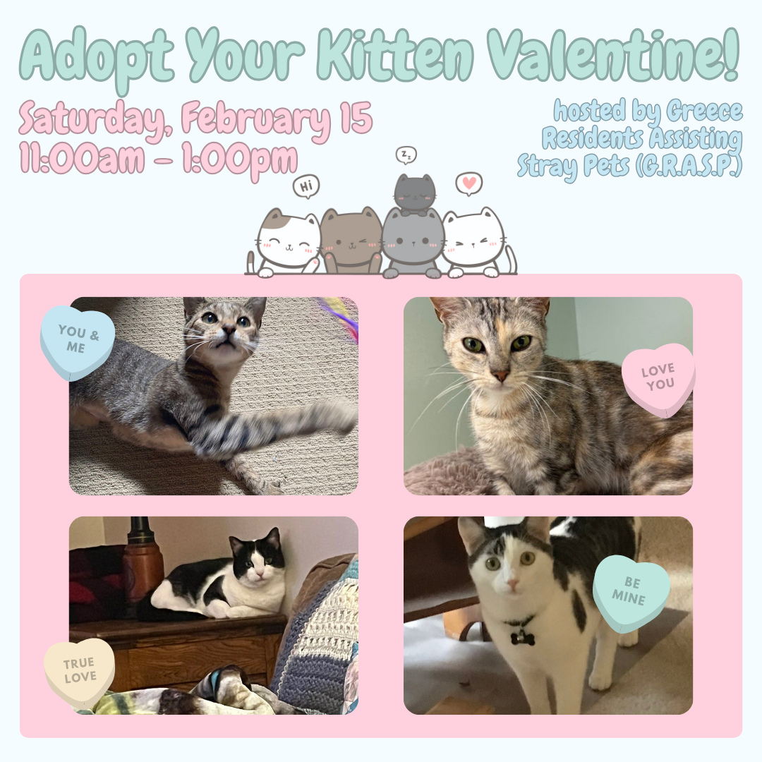 adopt your valentine